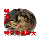 Sugar Glider pii-wu 2nd（個別スタンプ：8）