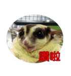 Sugar Glider pii-wu 2nd（個別スタンプ：9）