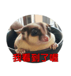 Sugar Glider pii-wu 2nd（個別スタンプ：10）