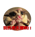 Sugar Glider pii-wu 2nd（個別スタンプ：11）