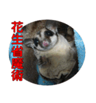 Sugar Glider pii-wu 2nd（個別スタンプ：12）