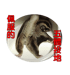 Sugar Glider pii-wu 2nd（個別スタンプ：13）