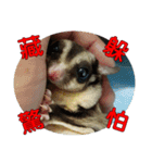 Sugar Glider pii-wu 2nd（個別スタンプ：18）