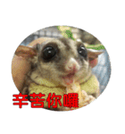 Sugar Glider pii-wu 2nd（個別スタンプ：19）