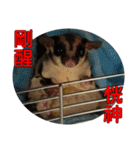 Sugar Glider pii-wu 2nd（個別スタンプ：20）