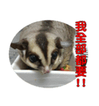 Sugar Glider pii-wu 2nd（個別スタンプ：22）