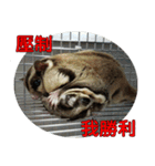 Sugar Glider pii-wu 2nd（個別スタンプ：24）