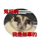 Sugar Glider pii-wu 2nd（個別スタンプ：26）