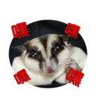 Sugar Glider pii-wu 2nd（個別スタンプ：27）