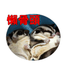 Sugar Glider pii-wu 2nd（個別スタンプ：28）