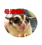 Sugar Glider pii-wu 2nd（個別スタンプ：30）