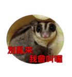 Sugar Glider pii-wu 2nd（個別スタンプ：31）