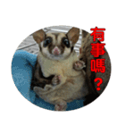 Sugar Glider pii-wu 2nd（個別スタンプ：32）