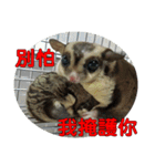 Sugar Glider pii-wu 2nd（個別スタンプ：33）