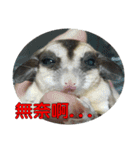 Sugar Glider pii-wu 2nd（個別スタンプ：35）