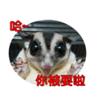 Sugar Glider pii-wu 2nd（個別スタンプ：39）