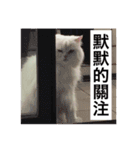 White cat PICHYOU（個別スタンプ：6）