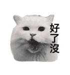 White cat PICHYOU（個別スタンプ：11）