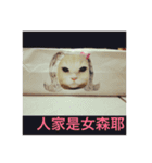 White cat PICHYOU（個別スタンプ：15）