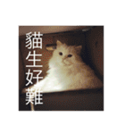 White cat PICHYOU（個別スタンプ：17）