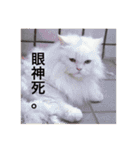 White cat PICHYOU（個別スタンプ：18）