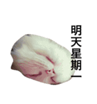 White cat PICHYOU（個別スタンプ：19）