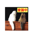 White cat PICHYOU（個別スタンプ：24）