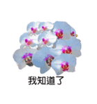 butterfly orchid flower combination（個別スタンプ：2）