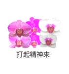 butterfly orchid flower combination（個別スタンプ：3）