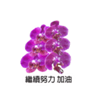 butterfly orchid flower combination（個別スタンプ：4）
