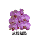butterfly orchid flower combination（個別スタンプ：7）