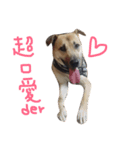 Habidog（個別スタンプ：5）