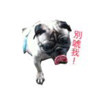 pug style（個別スタンプ：1）