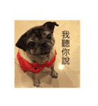 pug style（個別スタンプ：6）