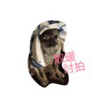 pug style（個別スタンプ：8）