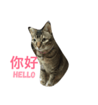 CatCatCatttt2（個別スタンプ：10）