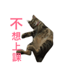 CatCatCatttt2（個別スタンプ：13）