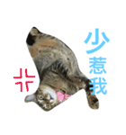 CatCatCatttt2（個別スタンプ：14）