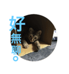 CatCatCatttt2（個別スタンプ：15）