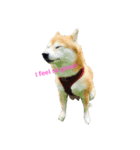 Shiba. Elle（個別スタンプ：4）