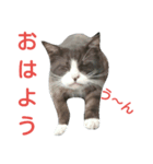 Cat of the past（個別スタンプ：4）