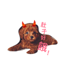 poddlepuppy（個別スタンプ：1）