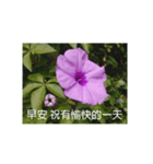 Morning glory flower photo record（個別スタンプ：1）