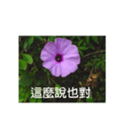 Morning glory flower photo record（個別スタンプ：2）