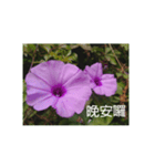 Morning glory flower photo record（個別スタンプ：4）