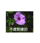 Morning glory flower photo record（個別スタンプ：6）