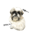 Shih Tzu Dodo Baby（個別スタンプ：1）