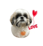 Shih Tzu Dodo Baby（個別スタンプ：4）