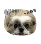 Shih Tzu Dodo Baby（個別スタンプ：5）