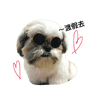 Shih Tzu Dodo Baby（個別スタンプ：7）